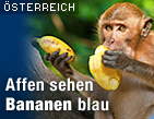 Zu oesterreich.ORF.at / &copy;Bild: Fotolia/ MiklG - (Montage)